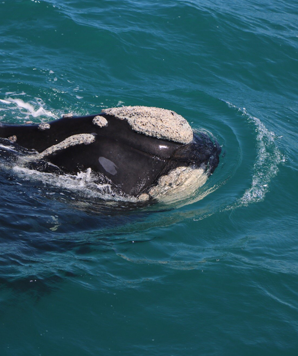 dyer island cruises whale watching