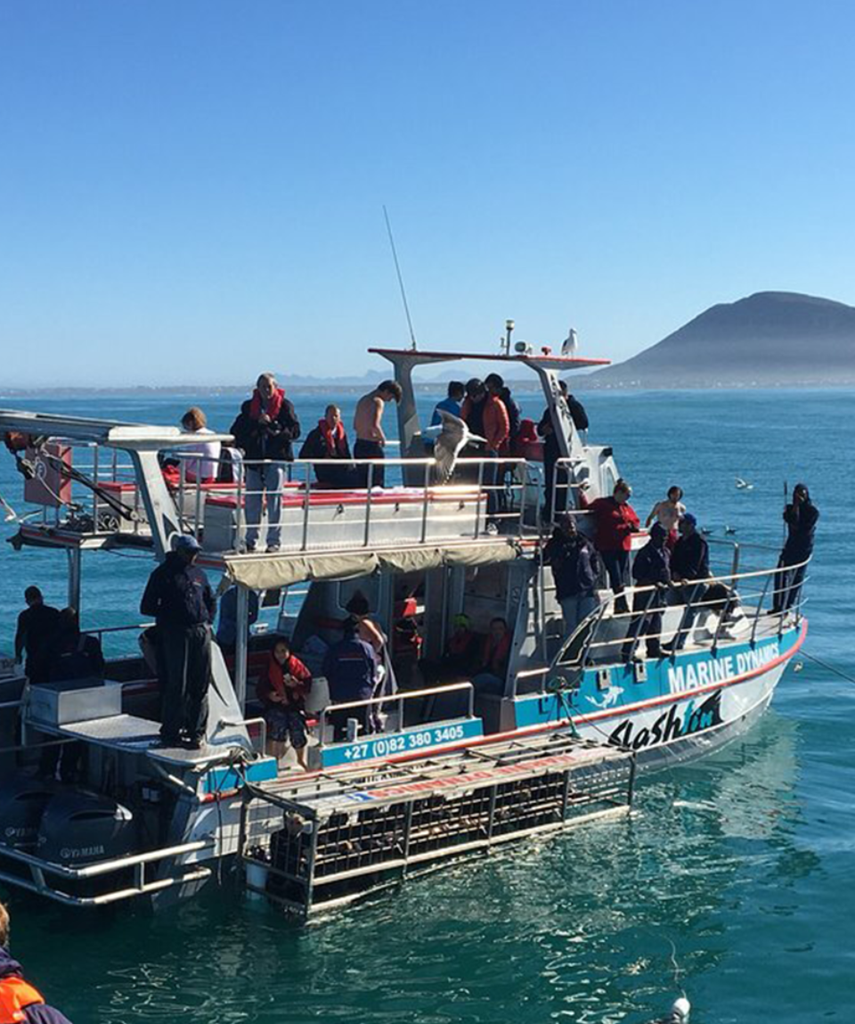 dyer island cruises whale watching