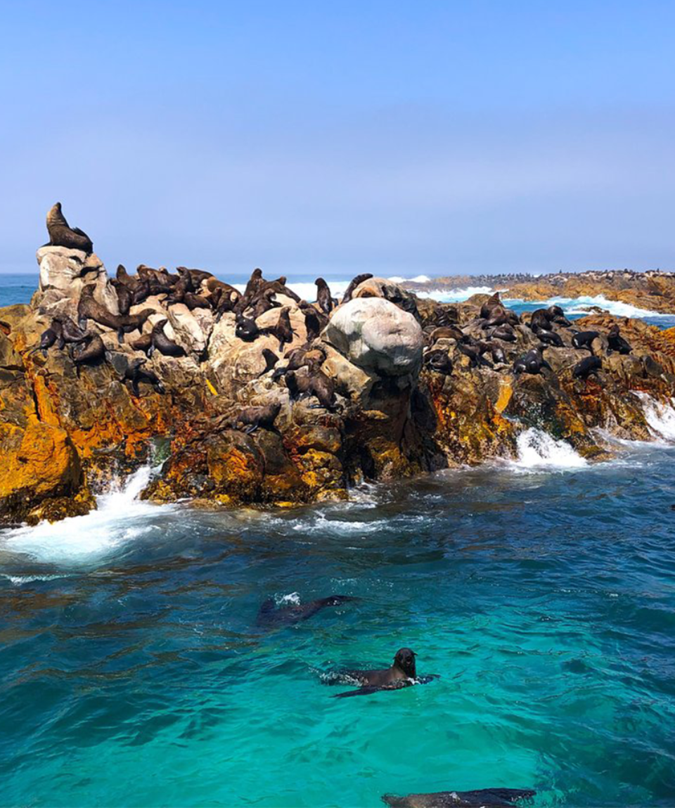 dyer island cruises whale watching