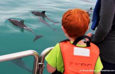 DyerIslandCruises_Dolphins