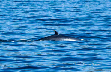 Gallery Brydes-Whale-fin