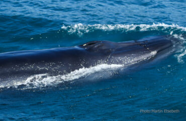 Gallery Brydes-Whale-head