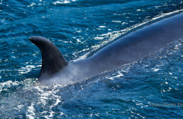 Gallery Brydes-Whale-head-tail-fin