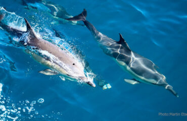 Gallery Common-Dolphins