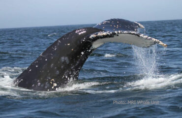 Gallery Humpback-Tail--UP-MRI-Whale-Unit