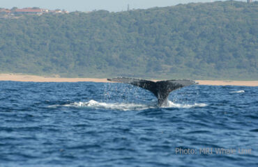 Gallery Humpback-Whale-tail-Photo-UP-MRI-Whale-Unit
