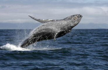 Gallery Humpback-whale-breach