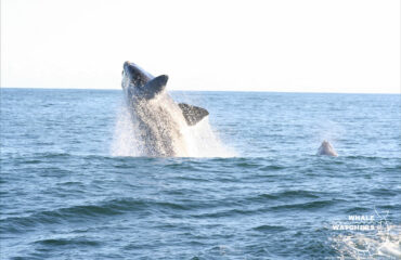 Gallery Whale-Breach-backward