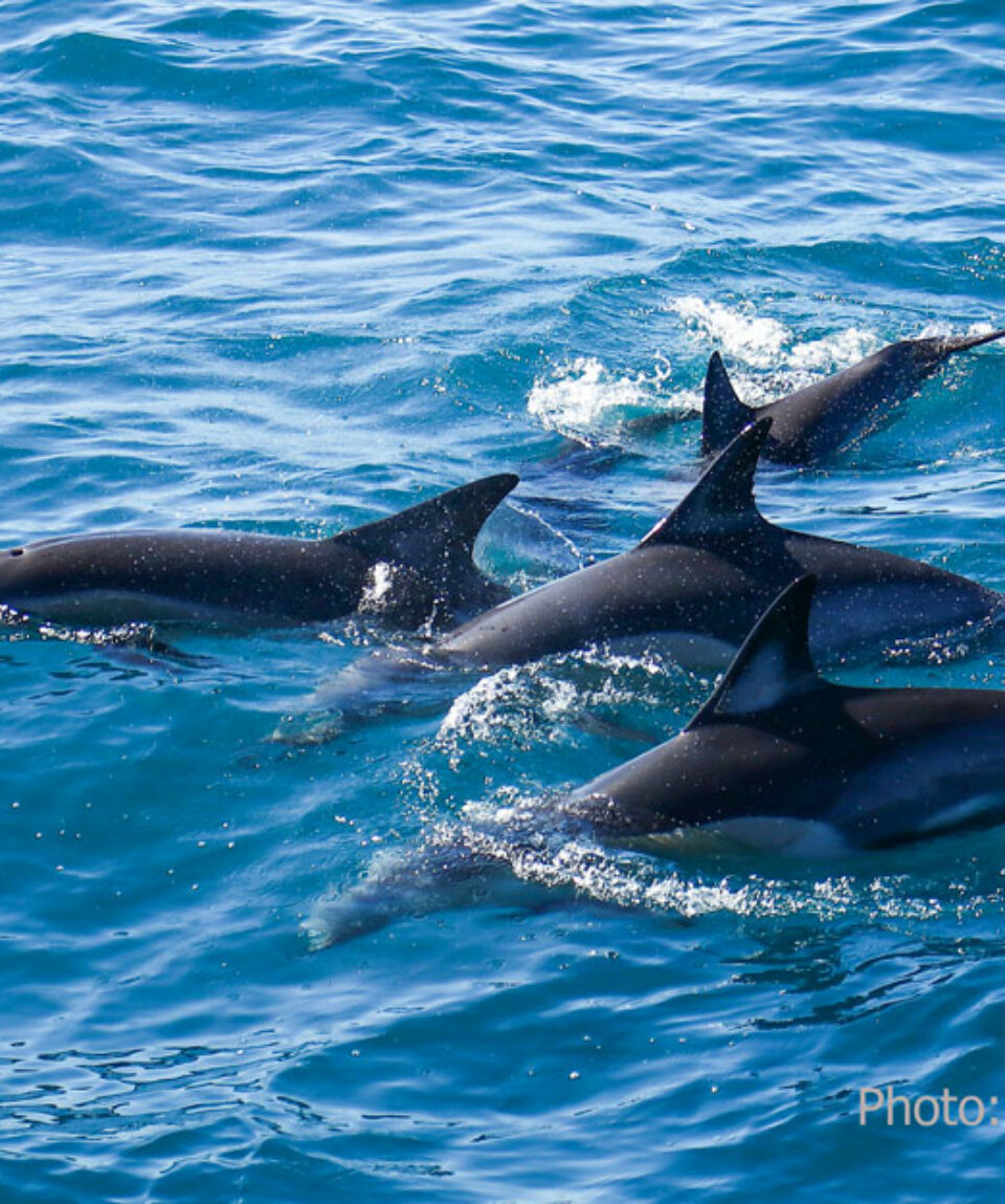 Overview Common-Dolphins-2
