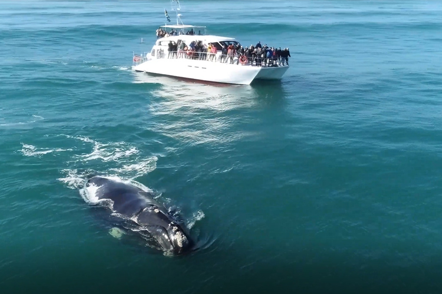southern right charters hermanus whale tour
