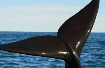 Southern right whale tail sailing