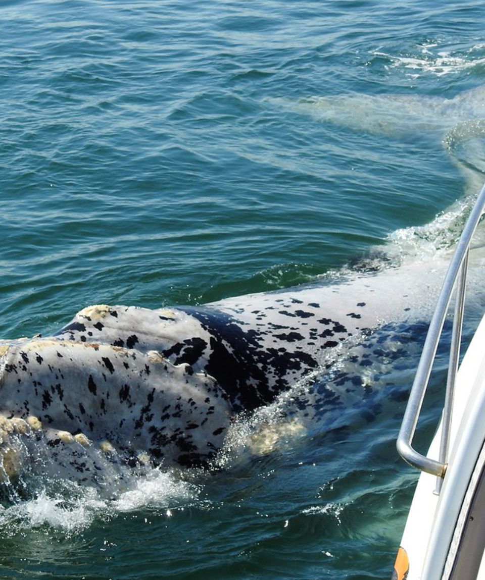 The Whale Watchers | Hermanus Tourism