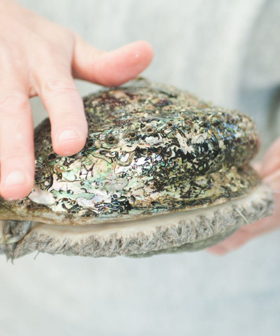 Heart of Abalone