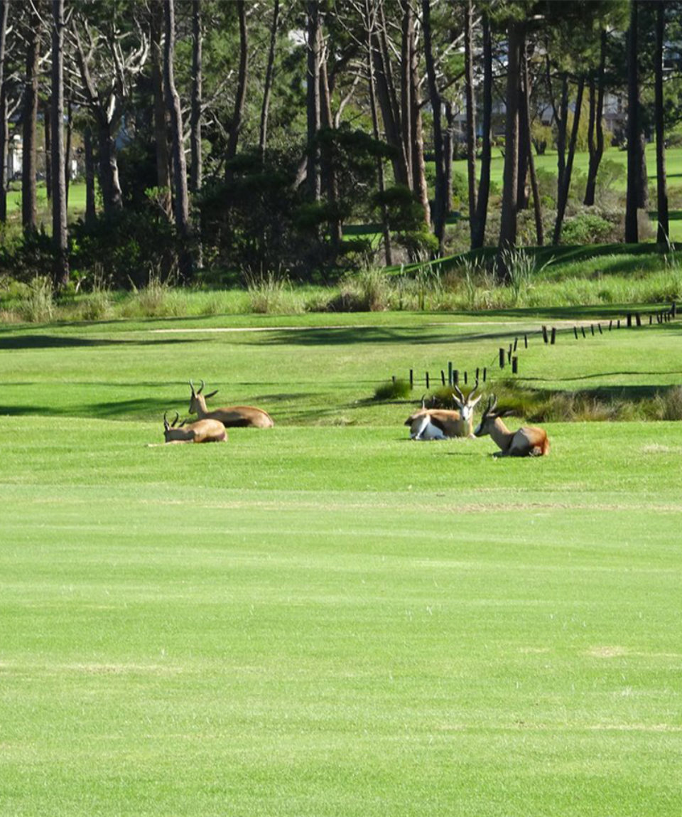 Hermanus Golf Club