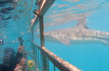 web-marine-dynamics-gallery-experience- Up-close-and-personal-bronze-whaler-shark-underwater-next-to-cage-and-divers