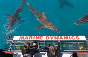 web-marine-dynamics-gallery-experience-bronze-whaler-sharks-in-front-of-cage