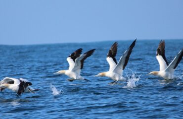 web-marine-dynamics-shark-cage-diving-Commonly-Spotted-Species-cape-gannet