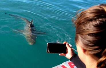 web-marine-dynamics-shark-tours-home-gallery-bronze-whaler-shark-guest-taking-photo