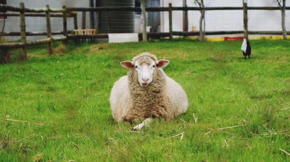 Klein River Farmstead