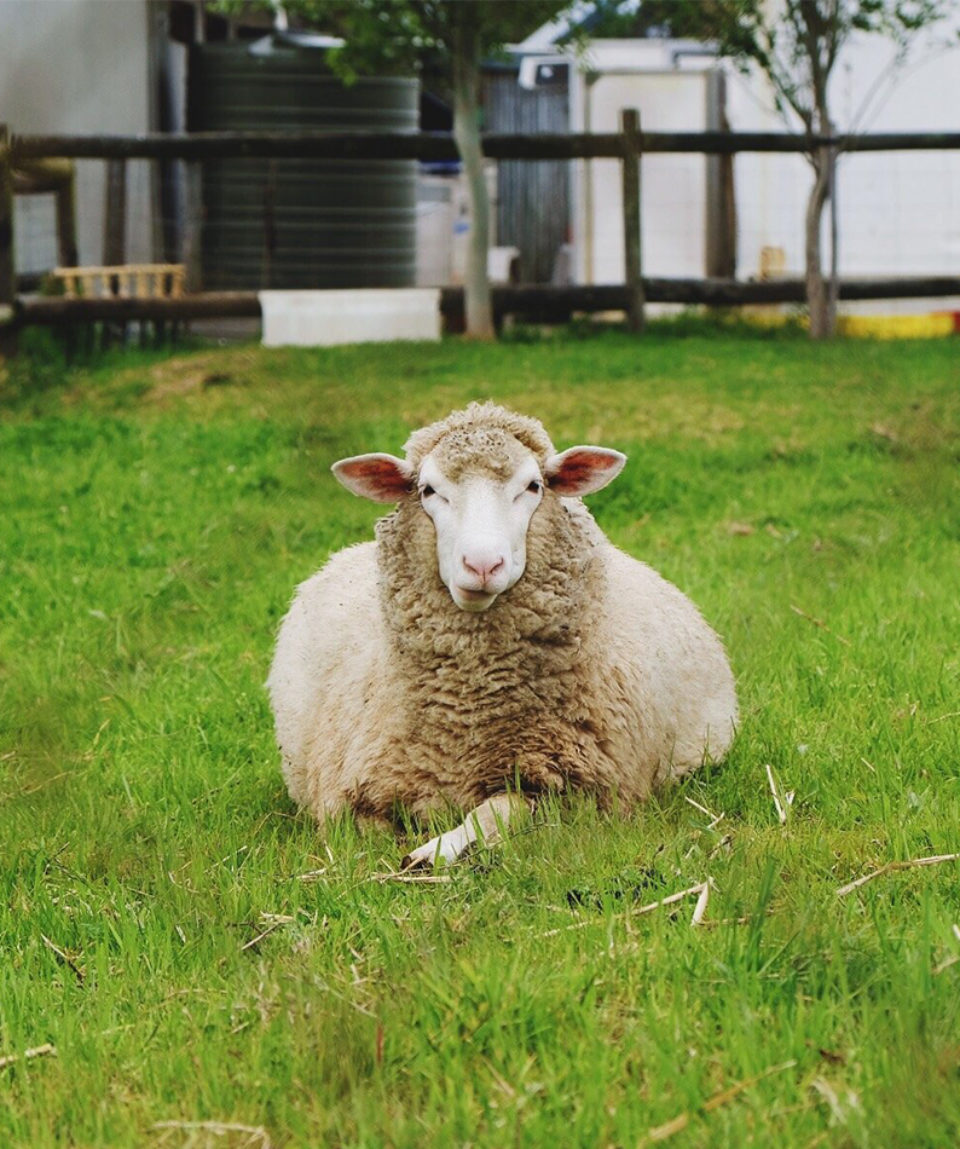 Klein River Farmstead