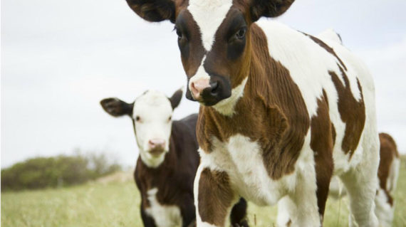 Klein River Farmstead