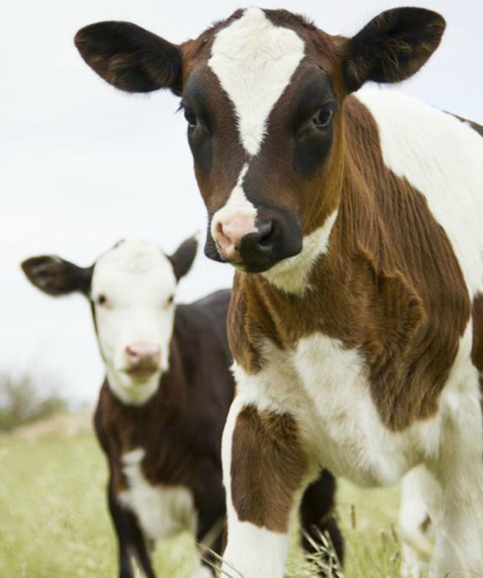 Klein River Farmstead