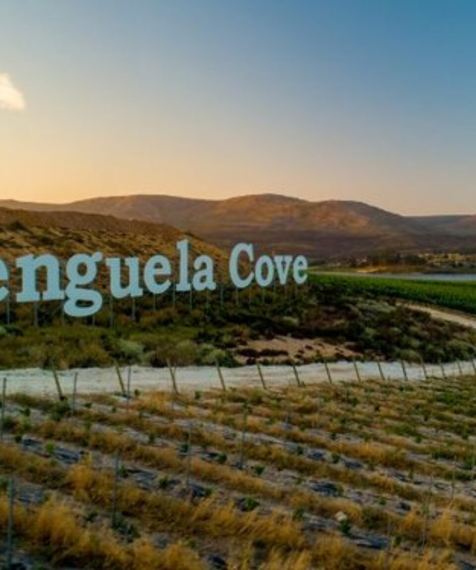 Vineyards-Benguela-Cove