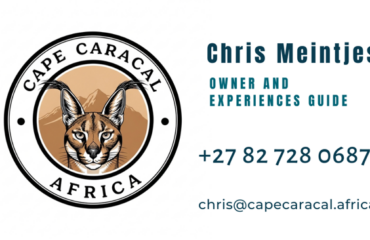 Caracal Africa